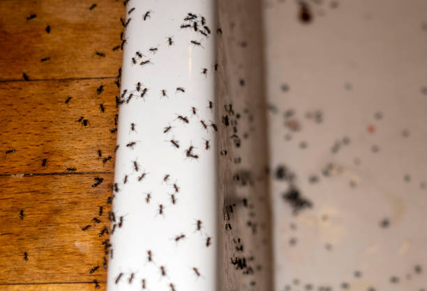 Best Pest Prevention Services  in Dayton, NV
