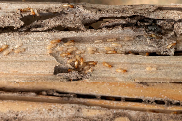 Best Affordable Pest Control Services  in Dayton, NV